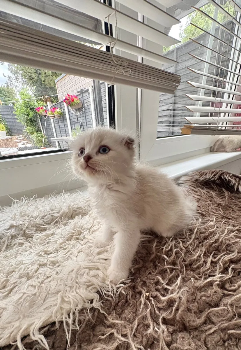 5 Scottish fold kittens - Image 1