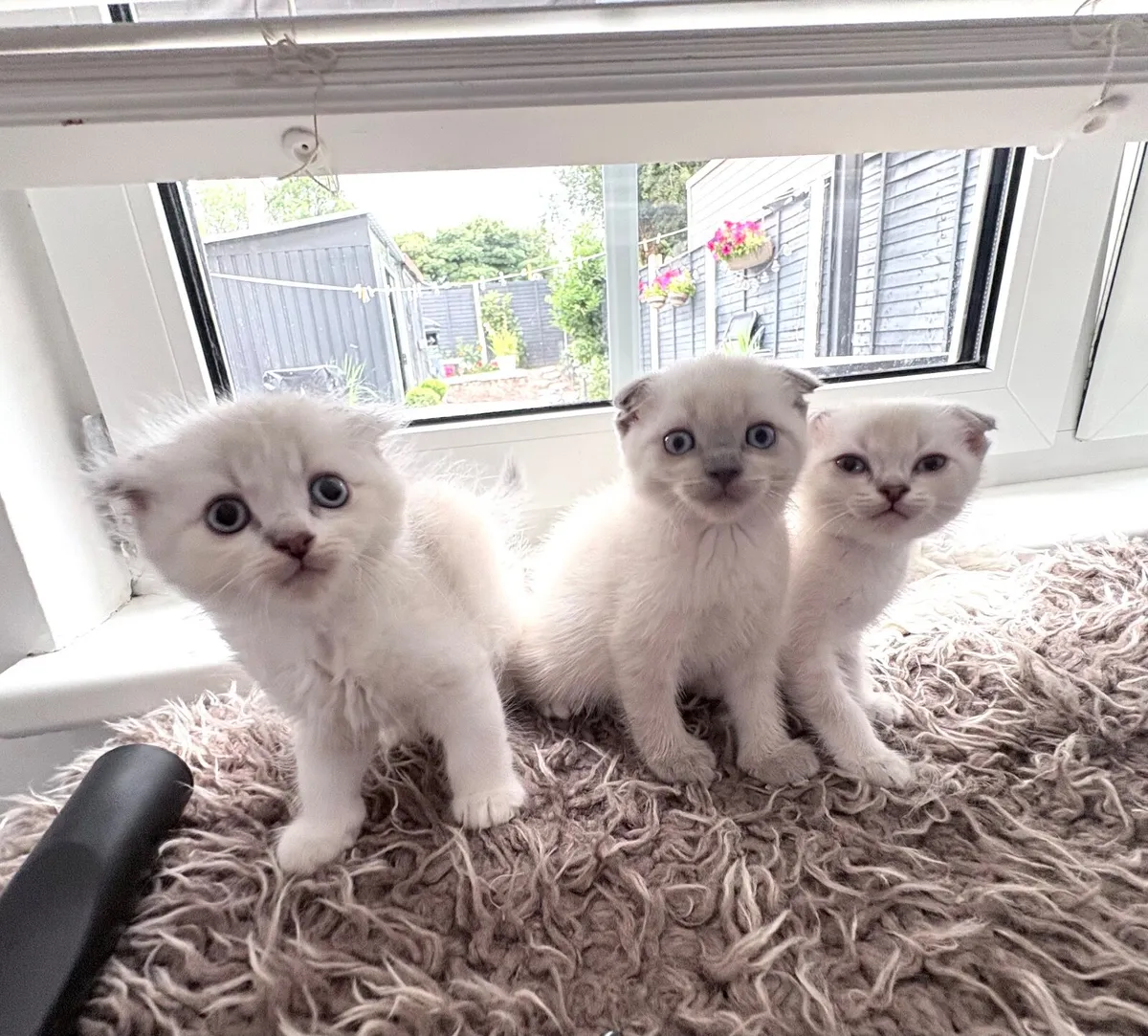 5 Scottish fold kittens - Image 2