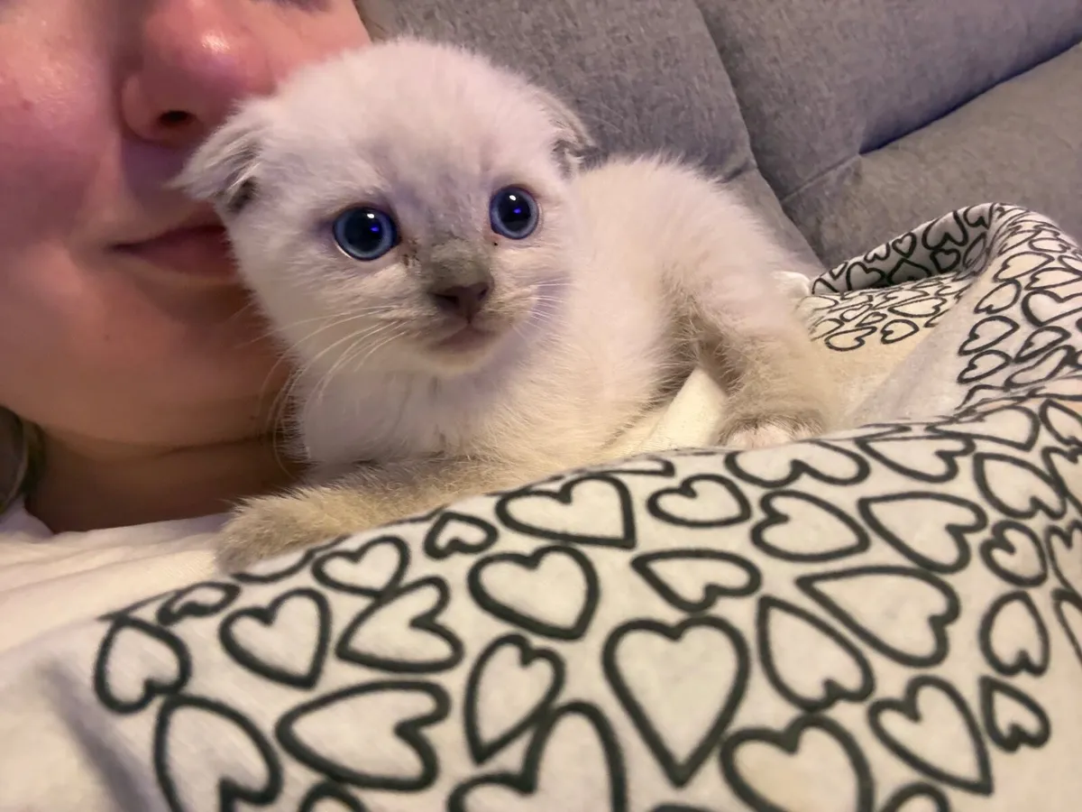 5 Scottish fold kittens - Image 3