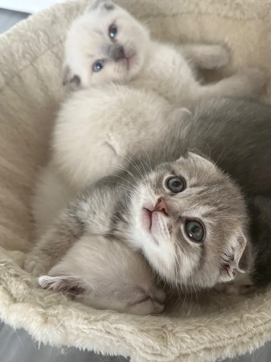 5 Scottish fold kittens - Image 4