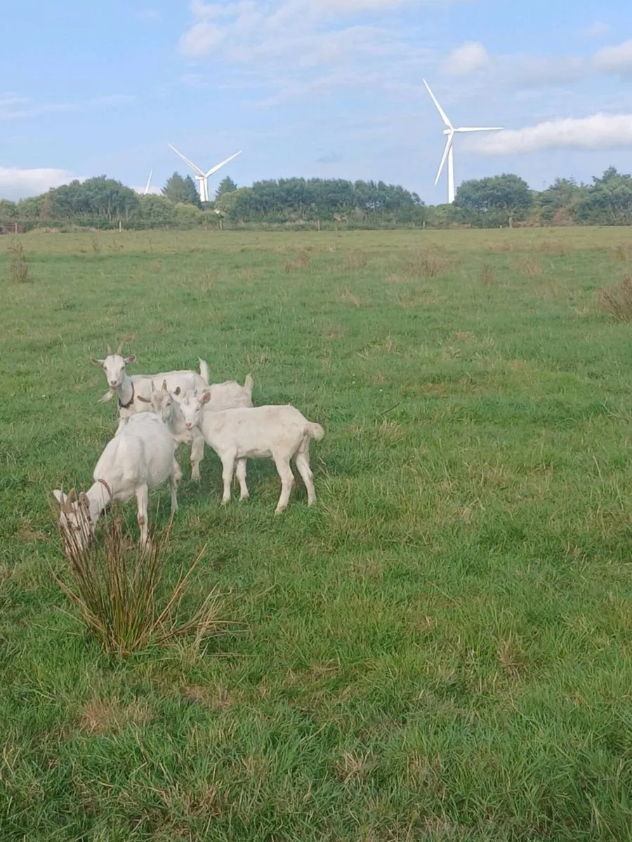 Female and male kid goats - Image 1