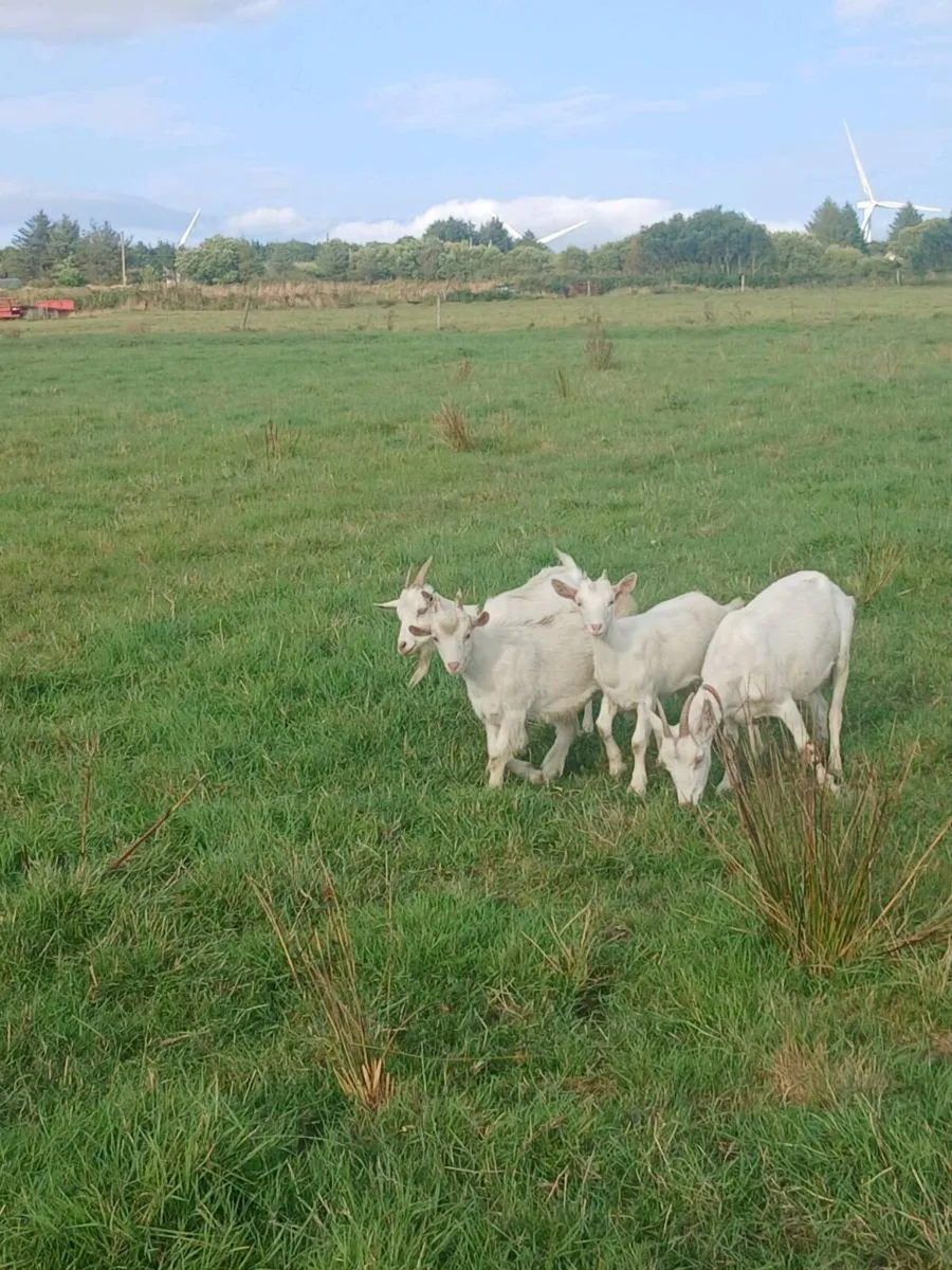 Female and male kid goats - Image 2