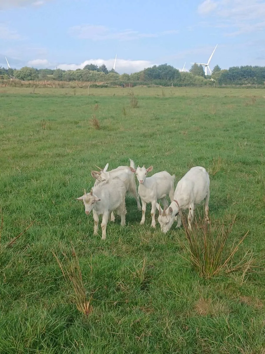 Female and male kid goats - Image 3