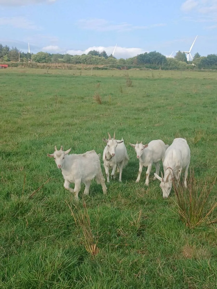 Female and male kid goats - Image 4