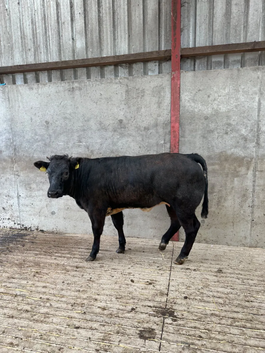 Blue grey heifer - Image 4
