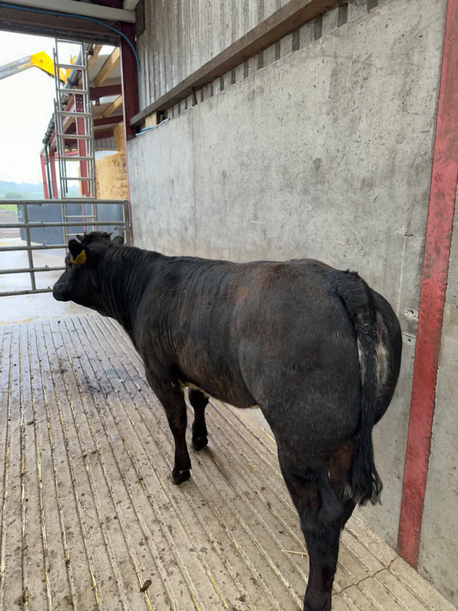 Blue grey heifer - Image 1