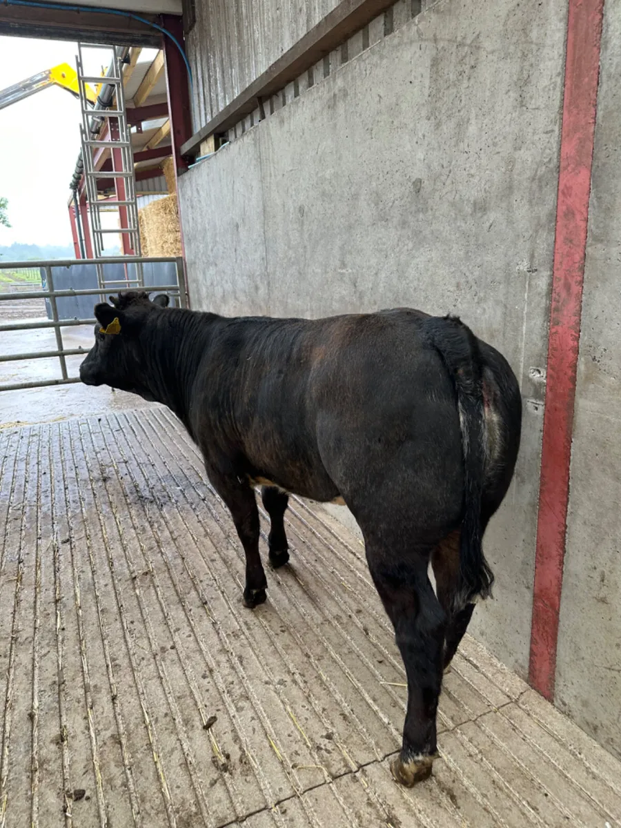 Blue grey heifer - Image 2