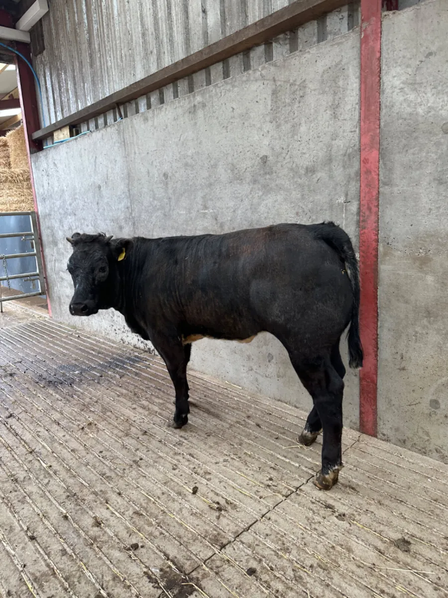 Blue grey heifer - Image 3