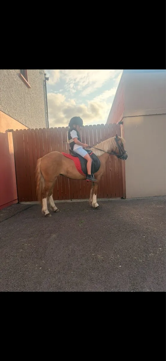 Pony - Image 1