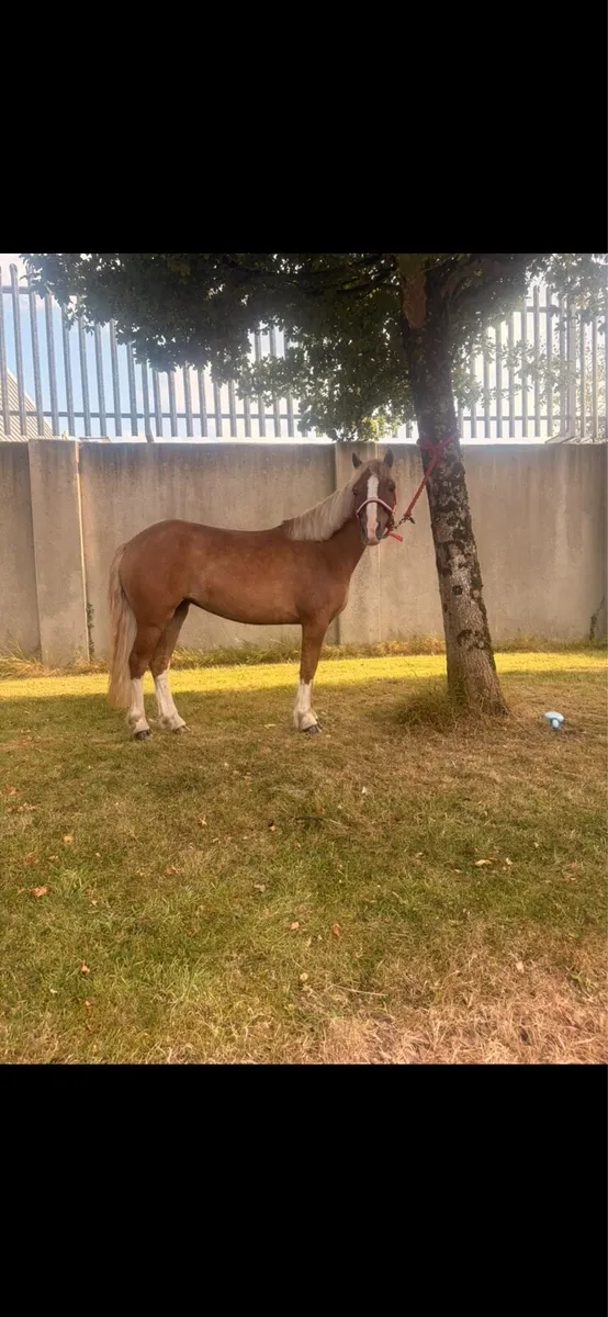 Pony - Image 2