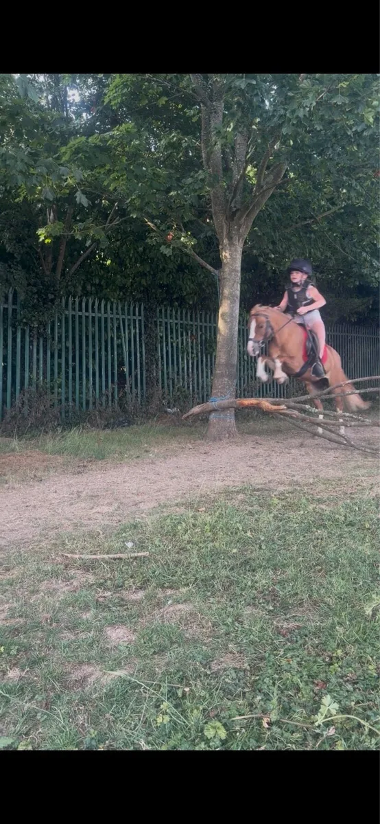 Pony - Image 3