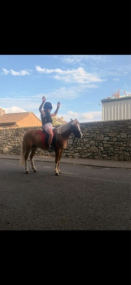 Pony - Image 4