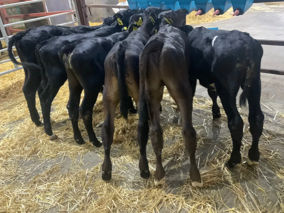 Angus bull calves - Image 4