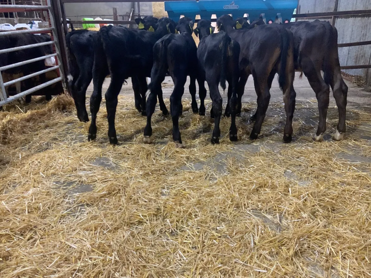 Angus bull calves - Image 2