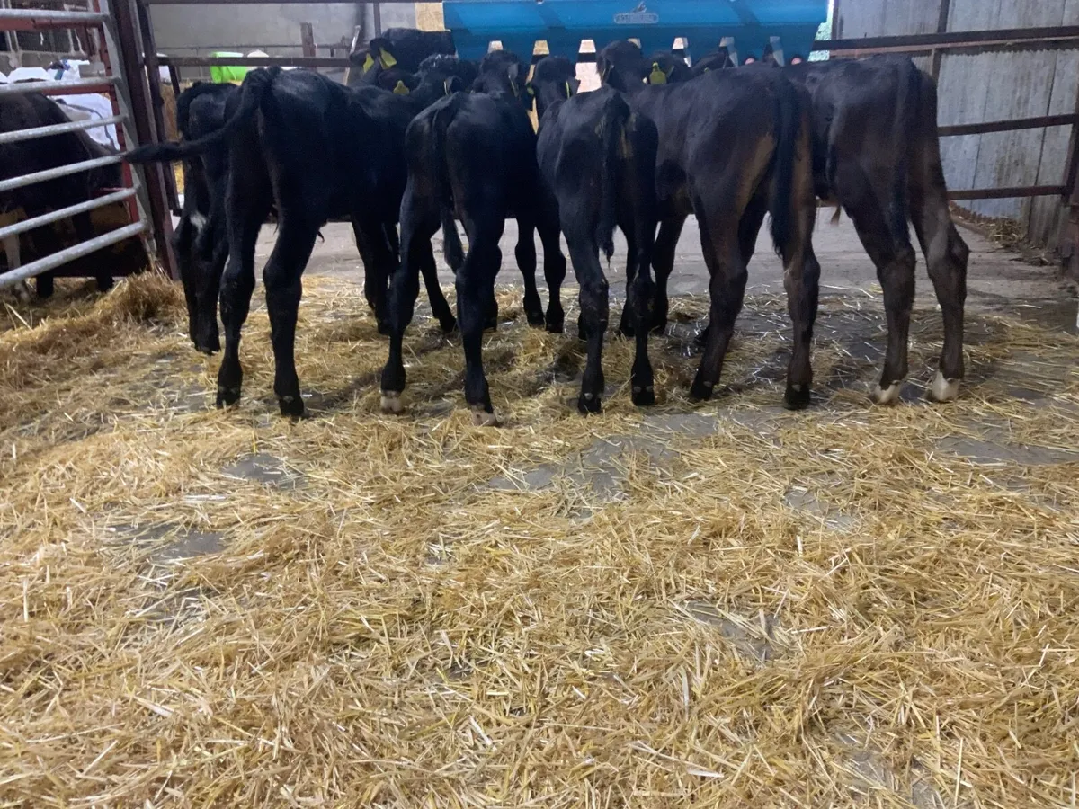 Angus bull calves - Image 3