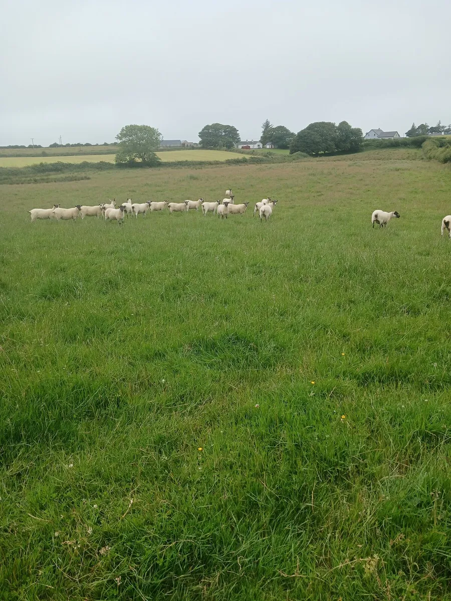 Hoggets - Image 1