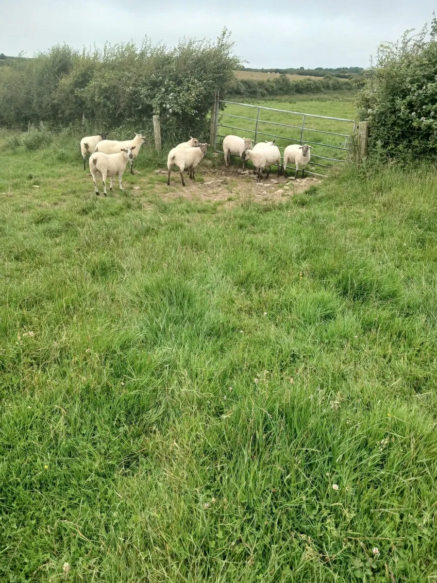 Hoggets - Image 2