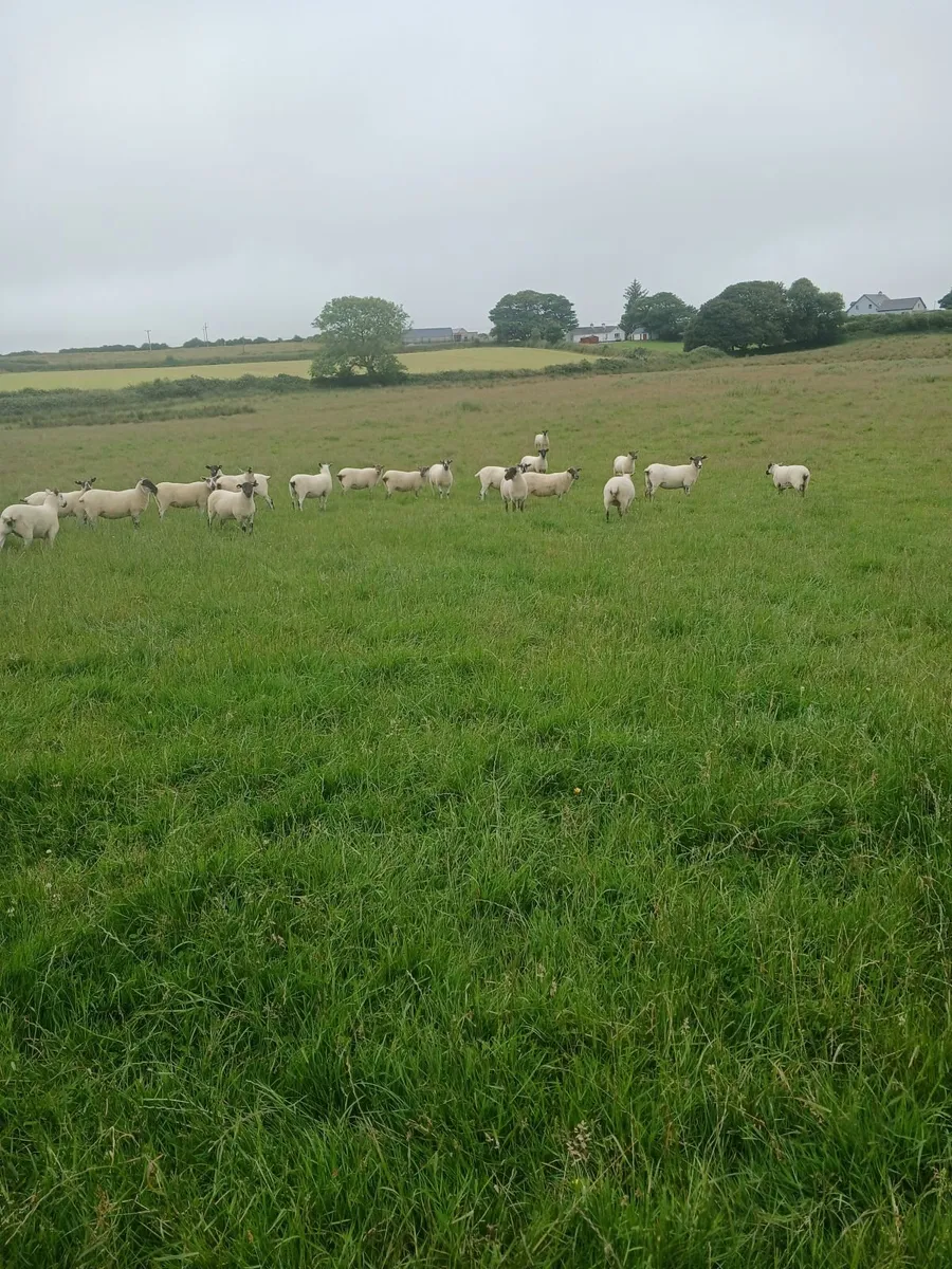Hoggets - Image 3