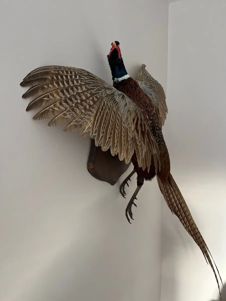 Pheasant Taxidermy - Image 2