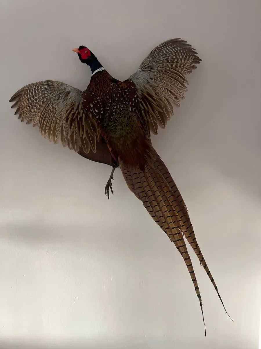 Pheasant Taxidermy - Image 1