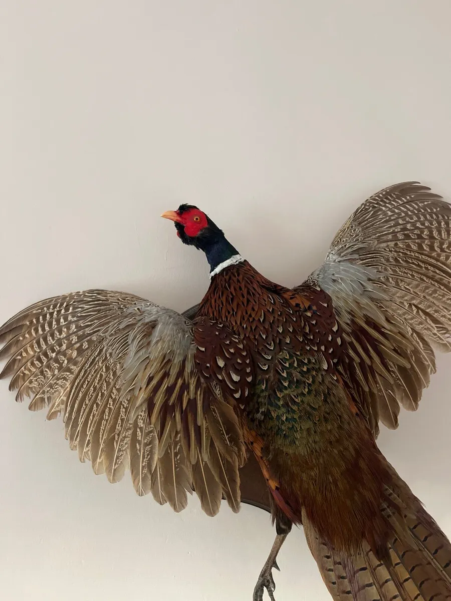 Pheasant Taxidermy - Image 3