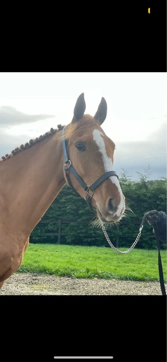 5YO ISH mare - Image 3