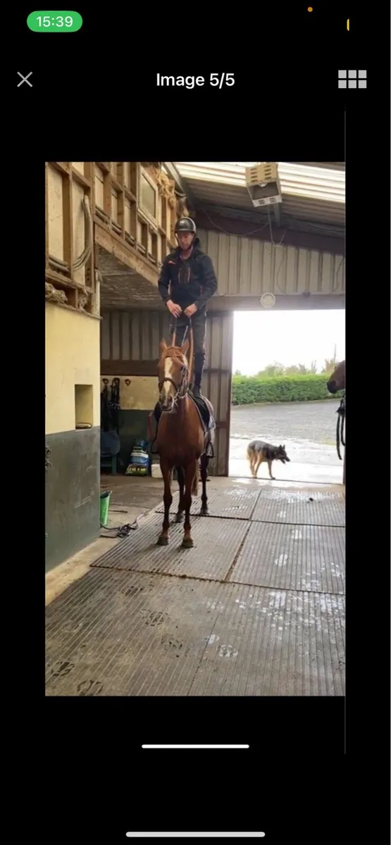 5YO ISH mare - Image 4