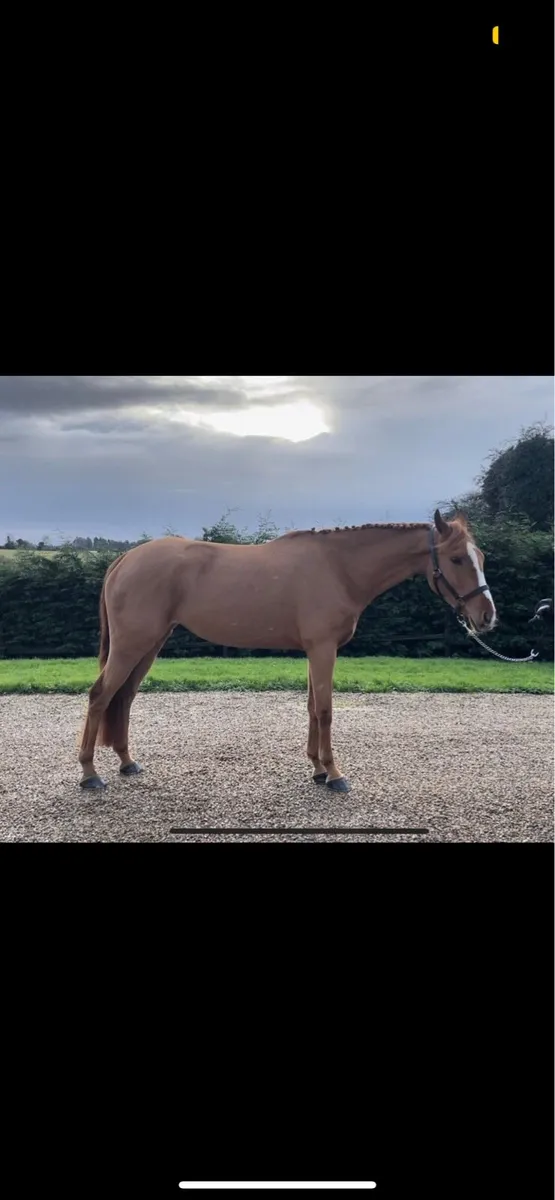 5YO ISH mare - Image 1