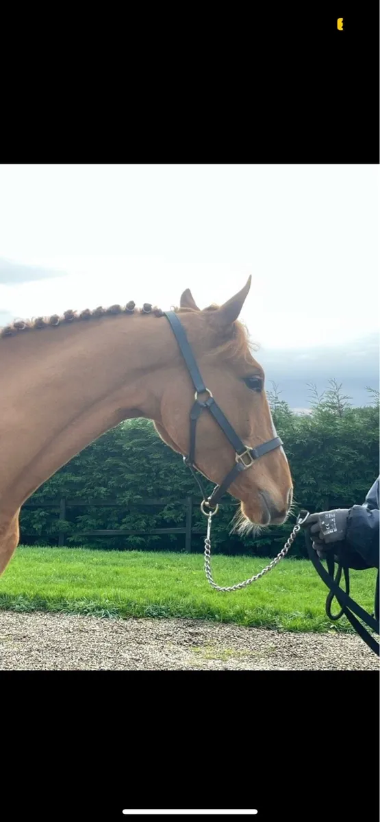 5YO ISH mare - Image 2