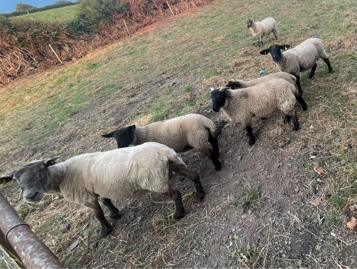 Sheep - Image 1