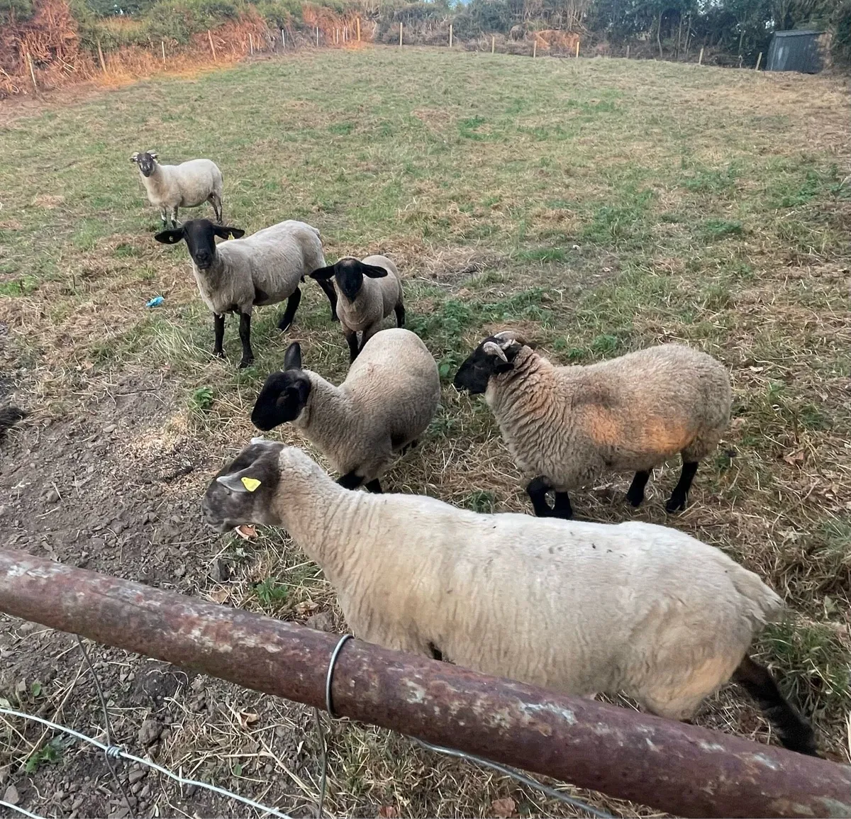 Sheep - Image 2