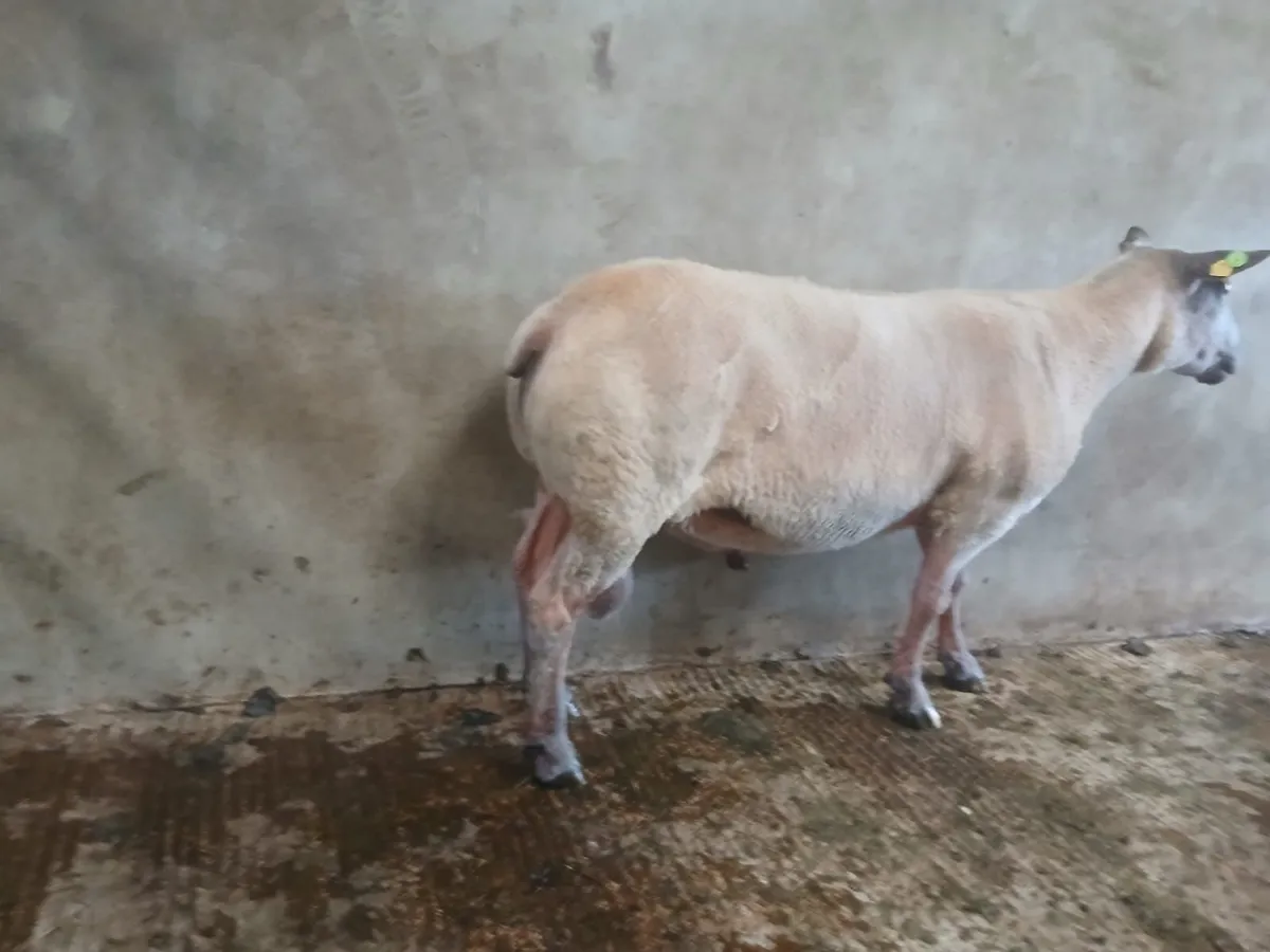 Rouge stock rams - Image 2