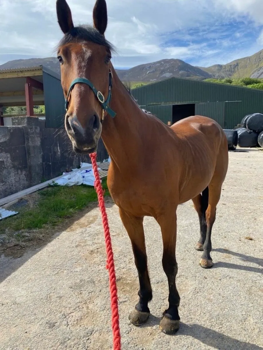 6 year old gelding - Image 1