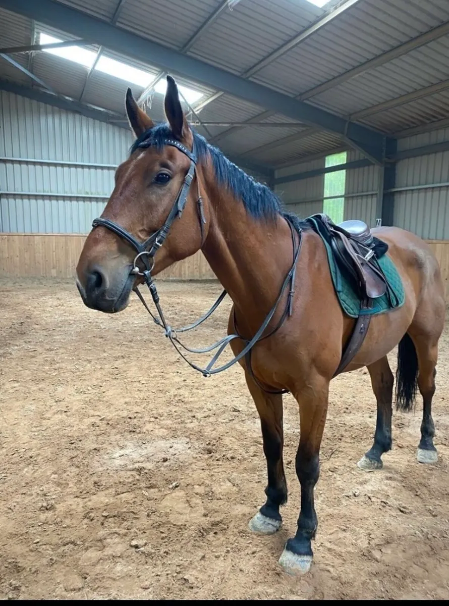 6 year old gelding - Image 2