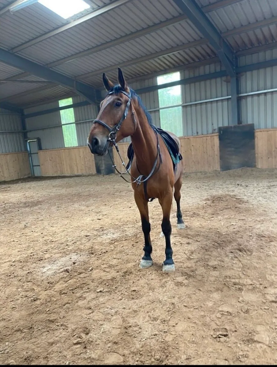 6 year old gelding - Image 3