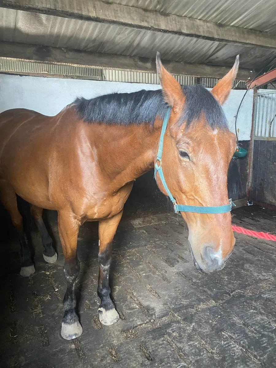 6 year old gelding - Image 4