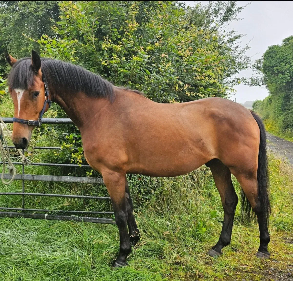 Super 4 year old ISH x Con Gelding! - Image 3
