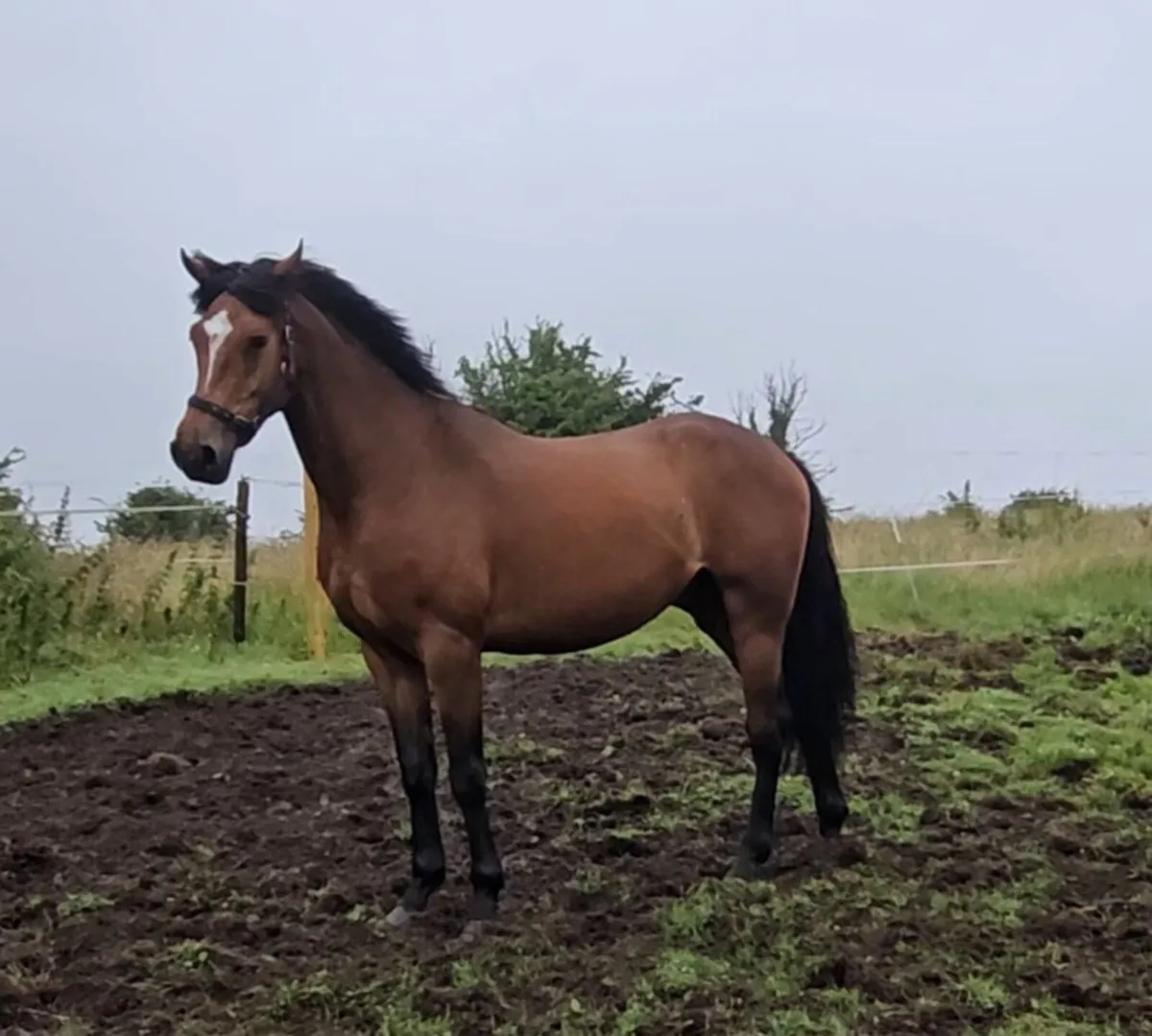 Super 4 year old ISH x Con Gelding! - Image 4