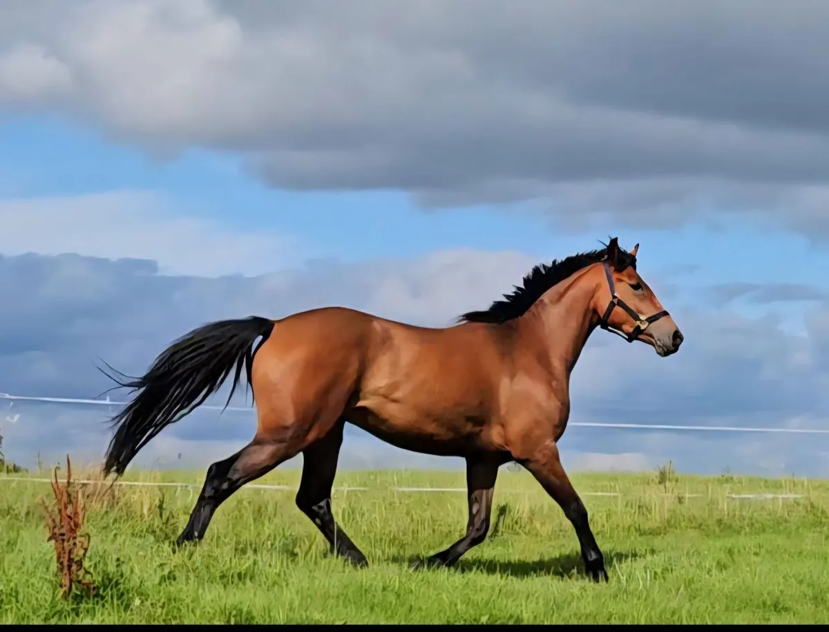 Super 4 year old ISH x Con Gelding! - Image 2