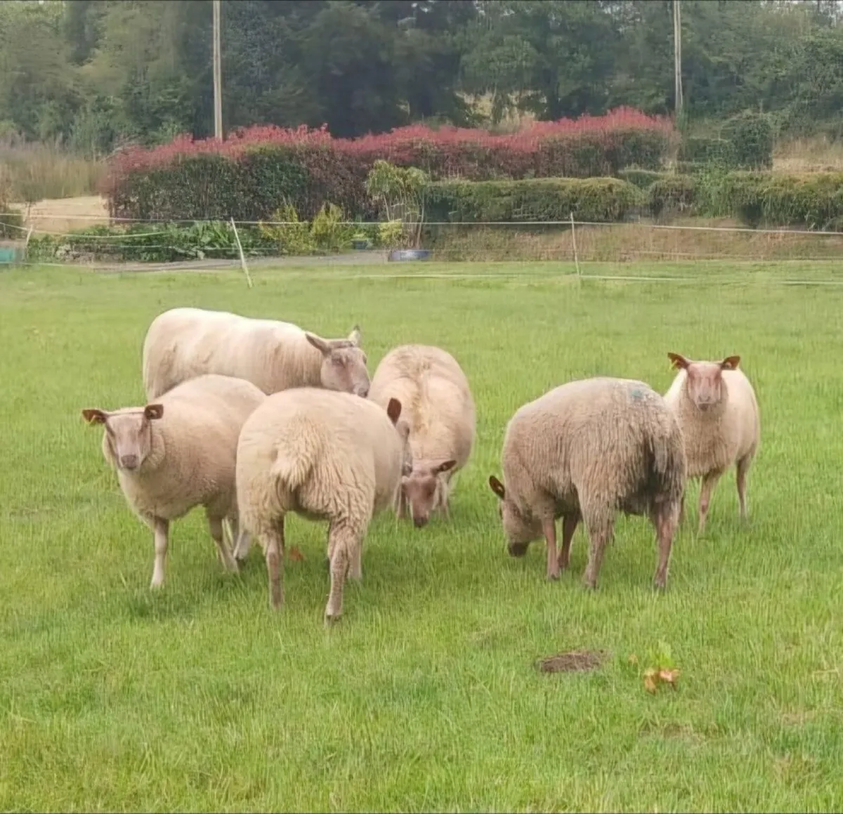 Rouge stock rams - Image 1