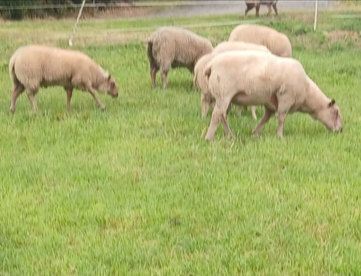 Rouge stock rams - Image 4