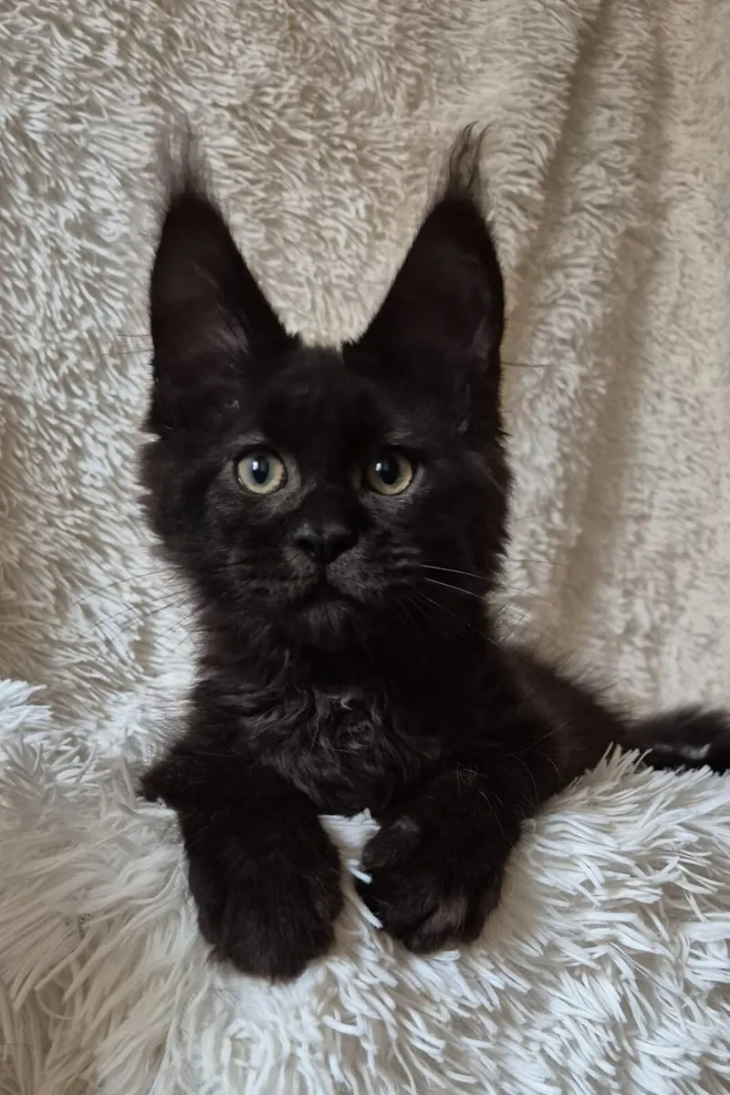 Maine Coon - Image 1