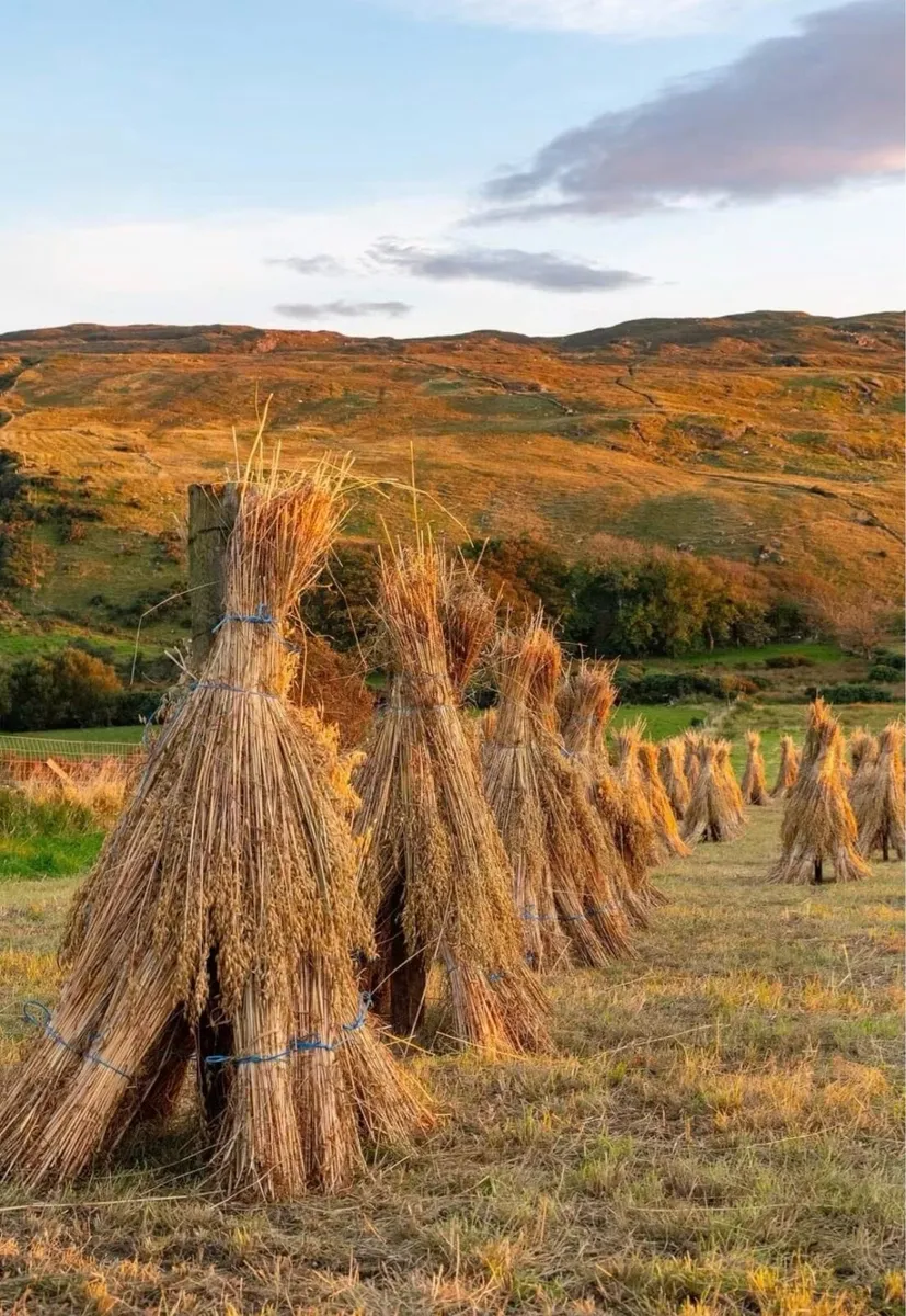 **Thatching Straw**   Oat Straw, long Straw - Image 2