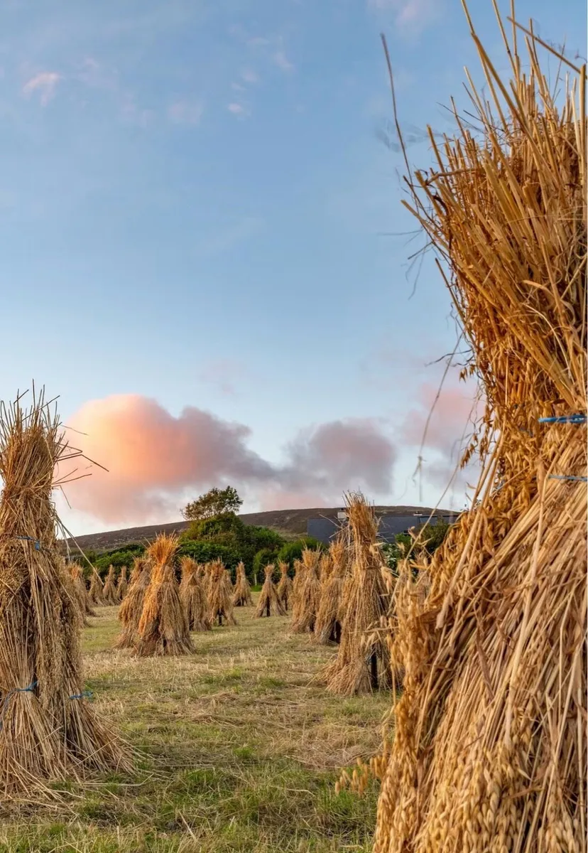 **Thatching Straw**   Oat Straw, long Straw - Image 3