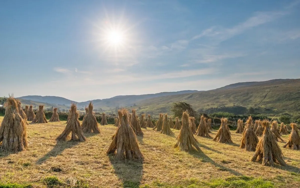 **Thatching Straw**   Oat Straw, long Straw - Image 1