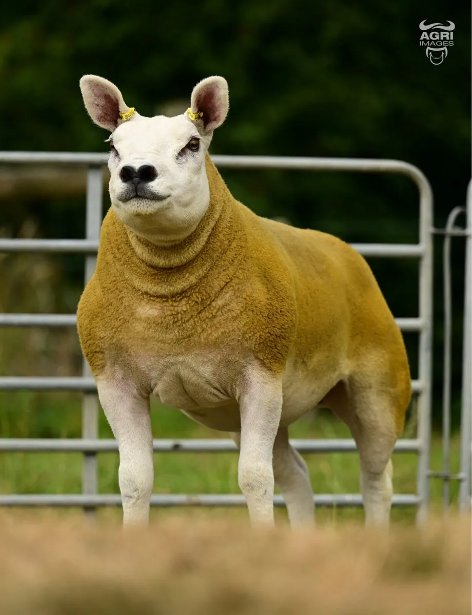 Pedigree Texel Hogget Ewes - Image 2