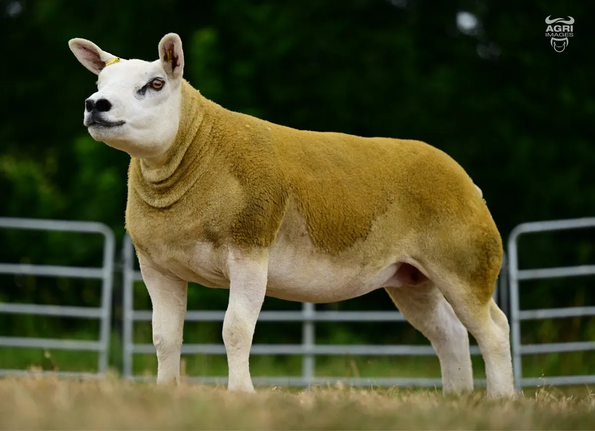 Pedigree Texel Hogget Ewes - Image 3