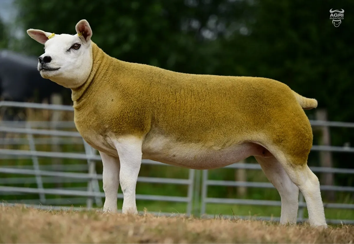 Pedigree Texel Hogget Ewes - Image 4