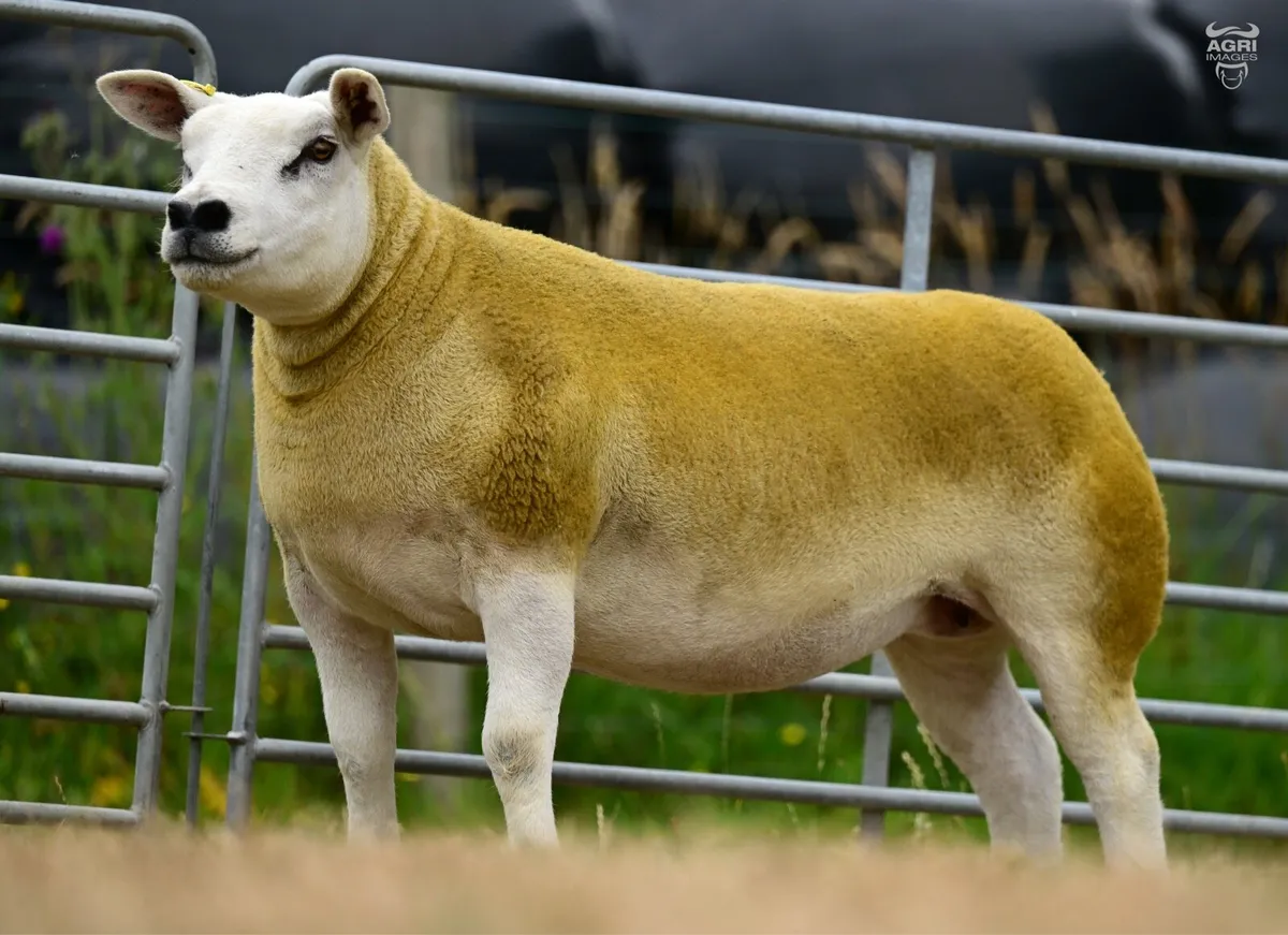 Pedigree Texel Hogget Ewes - Image 1