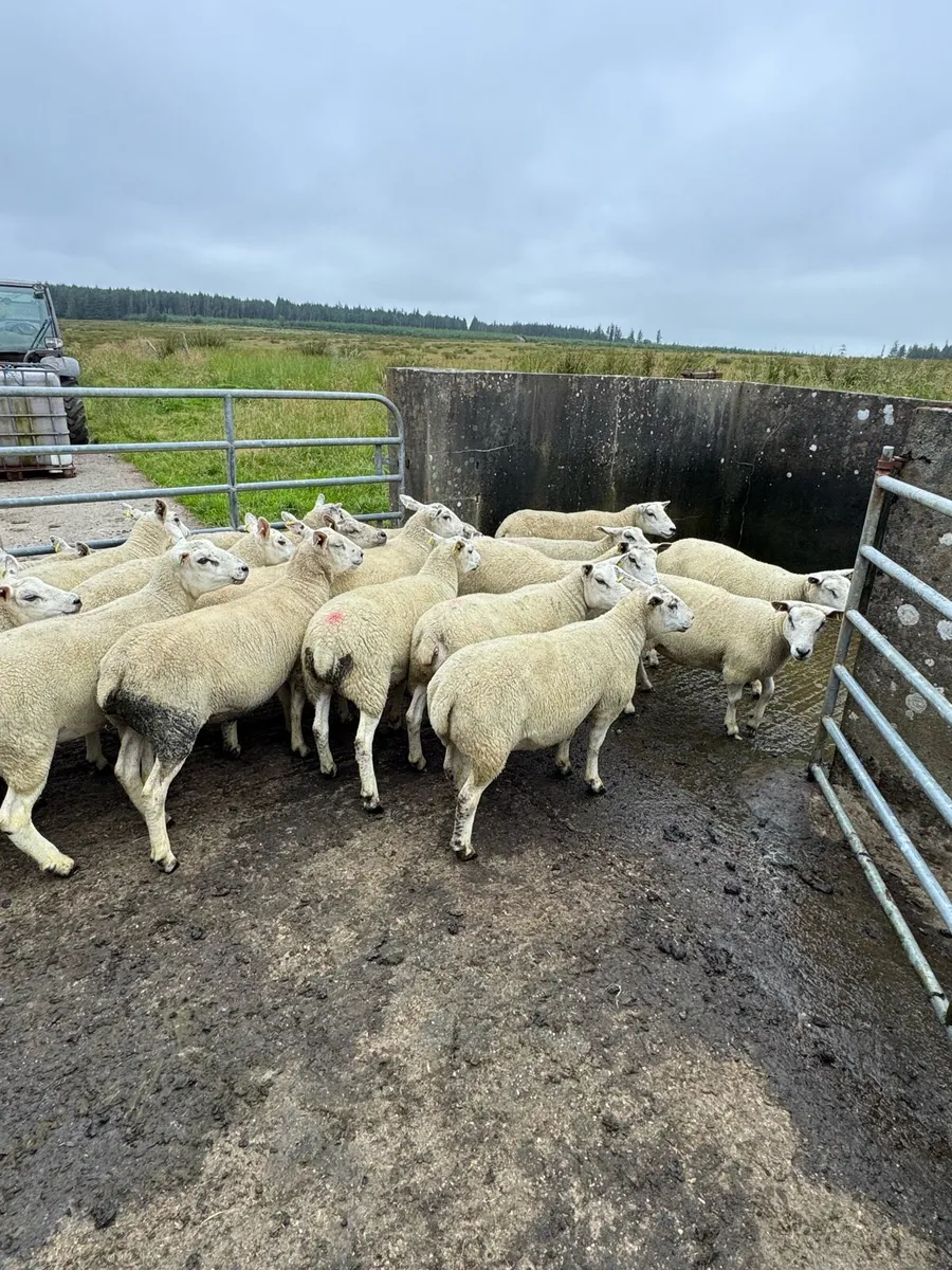Texel mule and Texel hoggets - Image 4